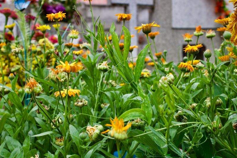 Jardins Harmonie France 12