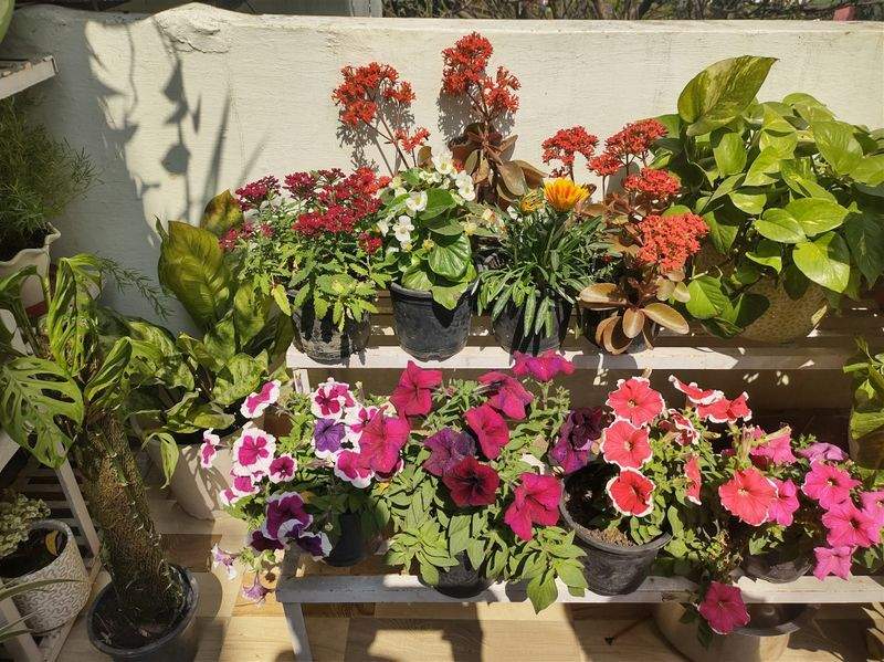 Jardins Harmonie France 4
